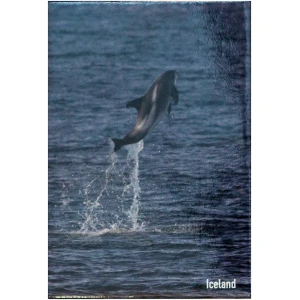 Magnet dolphin