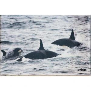 Magnet killer whale