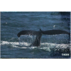 Magnet whale
