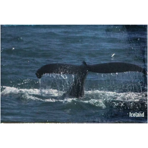 Magnet whale